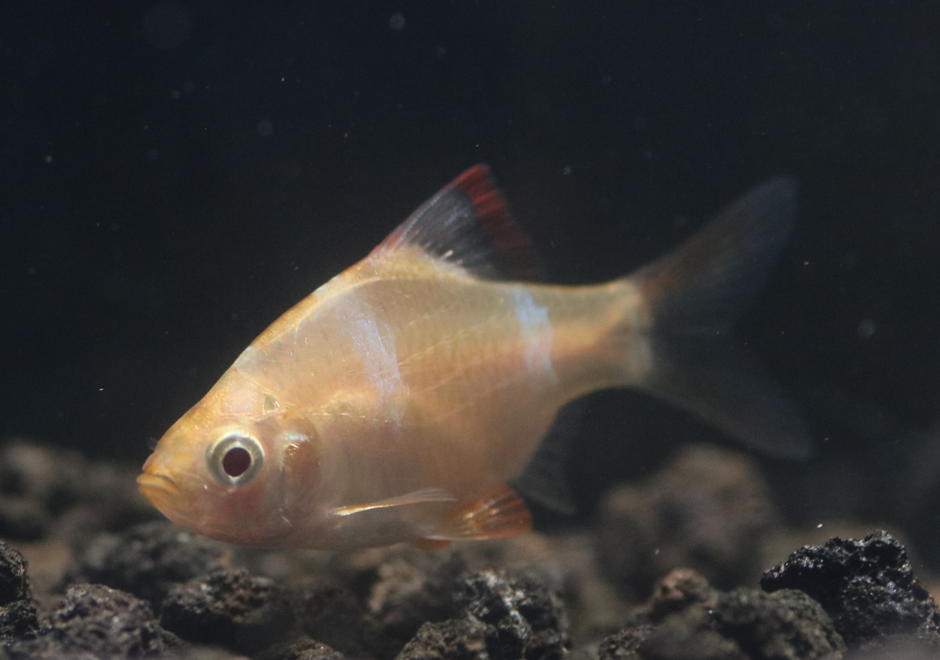 Puntius tetrazona